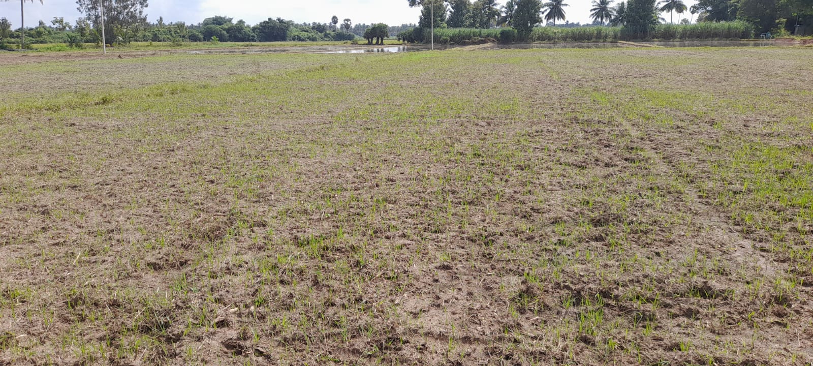 Agricultural Land for Sale in PUDHUKOTTAI ROAD, THANJAVUR, Thanjavur